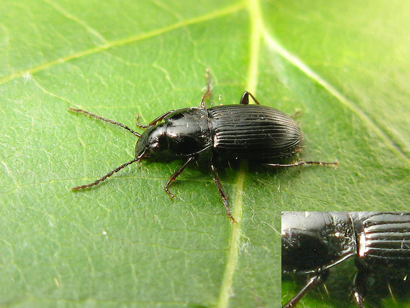 Carabidae: Pterostichus ?  S, Pt. (Argutor) vernalis e... Pt. (Argutor) vernalis